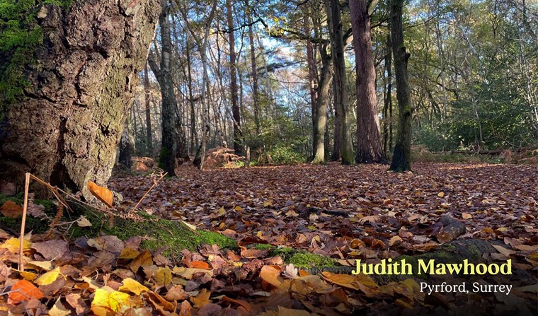 October Judith Mawhood Pyrford Surrey Oct