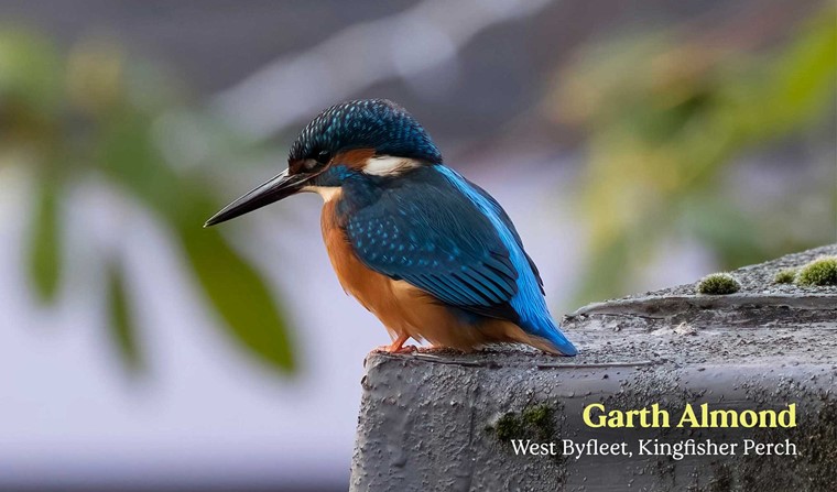 June Garth Almond West Byfleet Kingfisher Perch