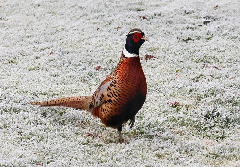 Pheasant On Winter Patrol Sarah Lightfoot 5B Whybrow Gardens