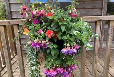 Residents delight at homegrown hanging baskets for Charters Village