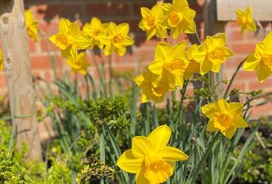 It’s going to be blooming marvellous at Cedars Village